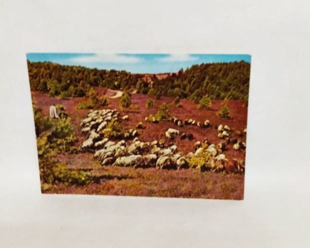 Ak-A943-Heide -Idyll. Lüneburger Heide-ungelaufen.