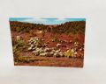 Kleinanzeige Ak-A943-Heide -Idyll. Lüneburger Heide-ungelaufen.