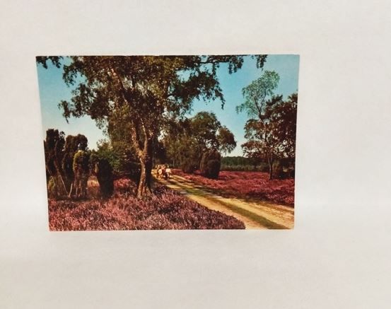 AK- 685. Lüneburger Heide.- Ak--ungelaufen.
