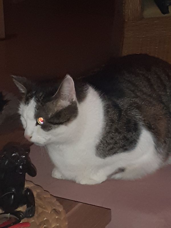 Vermisst wird gizmo in marsberg