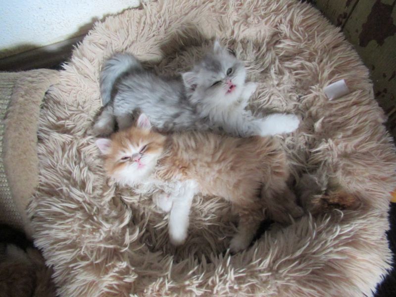 Knuddelige Kätzchen Britsih Langhaar abzugeben