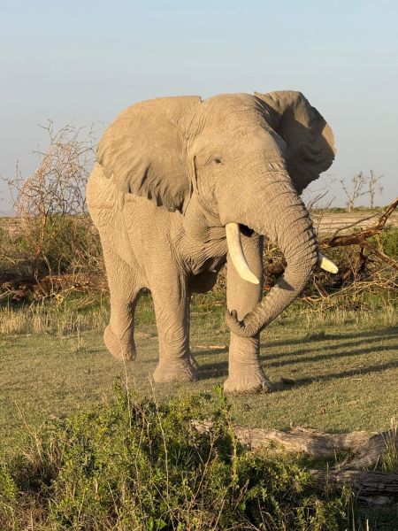 Safari in Tansania - einzigartig, authentisch und erschwinglich