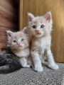 Kleinanzeige Reinrassige Maine Coon Kitten XXL
