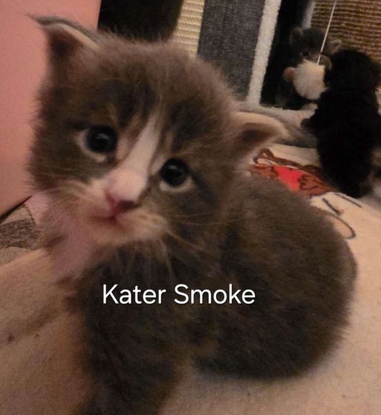XL Maine Coon Kitten