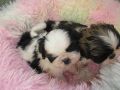 Knuddelige Hundebabys Shih tzu abzugeben