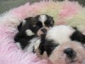 Knuddelige Hundebabys Shih tzu abzugeben