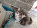 Edles British Longhair abzugeben, Eltern mit Stammbaum