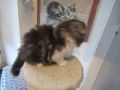Katzen- Baby British Longhair zu verkaufen