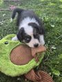 3 traumhaft schöne Australian Shepherd Rüden