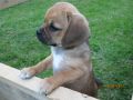 GESUCHT:  Puggle F1 weiblich Welpe -