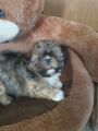 Reinrassige Shih Tzu Welpen