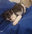 Babykatzen