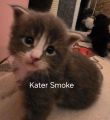 XL Maine Coon Kitten