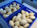 Nandus Eier zu verkaufen